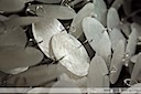 Фотография перламутровой люстры, фотография светильника, фото светильника, фото подвесной люстры, фото люстры из ракушек, фото дизайнерской люстры